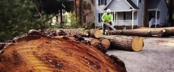 Reliable Picnic Point, WA Tree Removal Services Solutions