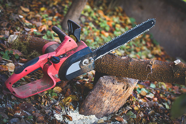 How Our Tree Care Process Works  in  Picnic Point, WA